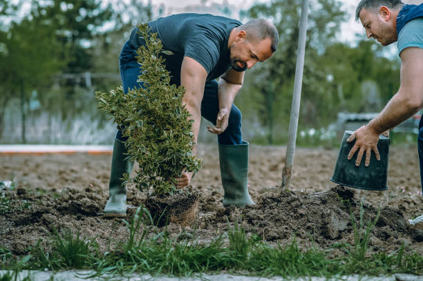 Best Tree Trimming Near Me  in Blissfield, MI